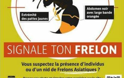 Signalement frelons