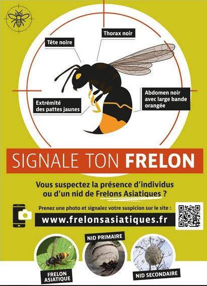 frelon signalement
